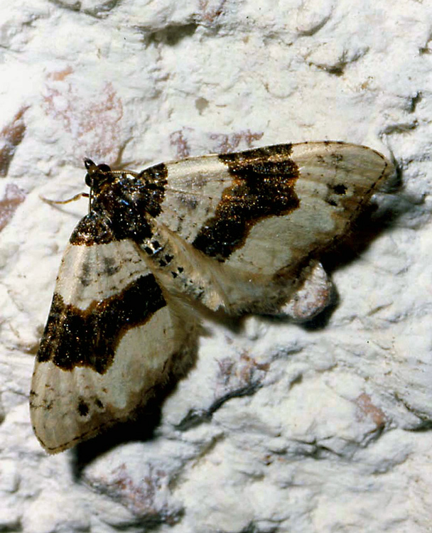 Cosmorhoe ocellata